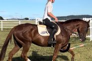 Australian Stock Horse on HorseYard.com.au