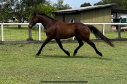 Roger 11yr old 16hh OTTB gelding on HorseYard.com.au