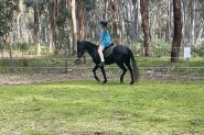 Beautiful Steel Grey registered Welsh X Aus pony on HorseYard.com.au