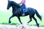 Lotte 5 yr old Year Old Friesian Mare . on HorseYard.com.au