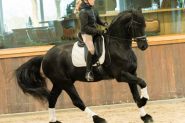 Maddox Is 5 yr old Year Old Friesian Gelding . on HorseYard.com.au