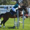 Show jumping Thoroughbred on HorseYard.com.au