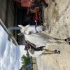 Thoroughbred gelding on HorseYard.com.au