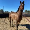 9 years OTT Thoroughbred Gelding on HorseYard.com.au