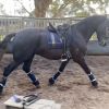 Friesian x Andalusian  on HorseYard.com.au