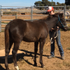 Spotted Pony Gelding on HorseYard.com.au