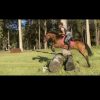 Talented Brumby Mare on HorseYard.com.au