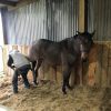 Lenny 4 yr old bay roan QH on HorseYard.com.au