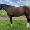 ✨EOI - 10 YEAR OLD OTT BAY GELDING✨ on HorseYard.com.au