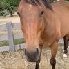 Quiet OTT Gelding  on HorseYard.com.au