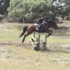 Tb allrounder on HorseYard.com.au