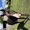 QH x gelding  on HorseYard.com.au