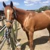 16.2hh thoroughbred mare on HorseYard.com.au