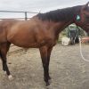 Quiet TB Gelding on HorseYard.com.au