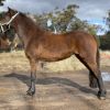 Delta Reg ARP Mare, Project/Broodmare/Show  on HorseYard.com.au