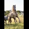 Welsh Palomino mare  on HorseYard.com.au