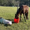 Dusty. Standardbred 12year old on HorseYard.com.au