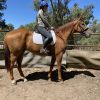 OTT GELDING on HorseYard.com.au