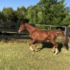 Quality Arabian Gelding  on HorseYard.com.au