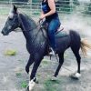 Quiet Stock horse gelding  on HorseYard.com.au