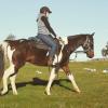 Stunning Allrounder Banjo on HorseYard.com.au