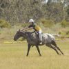 15hh Appy Mare 18yo on HorseYard.com.au