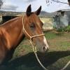 Quarter horse mare on HorseYard.com.au