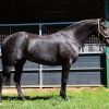 Black QH mare  on HorseYard.com.au