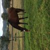 Bay thoroughbred mare on HorseYard.com.au