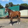 thoroughbred 6yo mare  on HorseYard.com.au