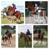 All rounder 16hh for Novice rider  on HorseYard.com.au