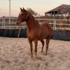 7yr old chestnut quarter horse cross  on HorseYard.com.au