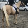 Stunning Palamino Warmblood Gentlemen  on HorseYard.com.au