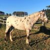 Leopard Appaloosa  on HorseYard.com.au