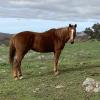 Chestnut TB mare on HorseYard.com.au