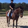 Quiet TB Gelding on HorseYard.com.au