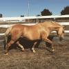 Lovely Palomino Mare on HorseYard.com.au