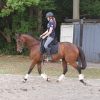 Seriously Flash OTTB Gelding!! on HorseYard.com.au