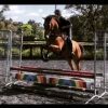 Quiet All Rounder OTTB on HorseYard.com.au