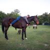 Gorgeous TB Gelding on HorseYard.com.au