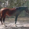 90% Reg Partbred Arab Mare on HorseYard.com.au