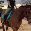 Warmblood Gelding on HorseYard.com.au