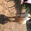 Welsh Pony Gelding on HorseYard.com.au