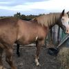 QH X paint gelding  on HorseYard.com.au