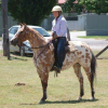 REGISTERED RED DUN LEOPARD APPALOOSA GELDING on HorseYard.com.au