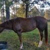 Appaloosa Mare on HorseYard.com.au