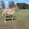 Silver Taffy Grulla colt on HorseYard.com.au