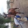 7yo TB gelding on HorseYard.com.au