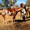 Registered Paint Filly on HorseYard.com.au