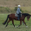 Quiet stunning bay gelding on HorseYard.com.au